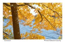 Tree Consecon Fall #3428