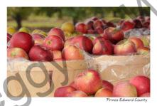 Apple Baskets Fall #3640