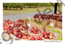 Apple Baskets Lots #3641