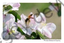 Apple Blossom Bee #3526
