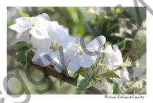 Apple Blossom White #4196