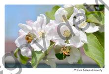 Apple Blossoms Bees #3642