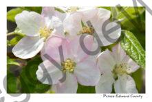 Apple Blossoms Closeup #3057