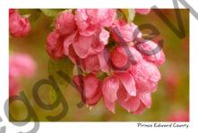 Apple Blossoms Wet #688