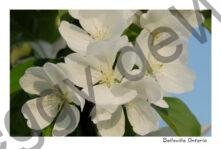 Apple Blossoms White #1673