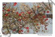 Apple Cider Winter #1029