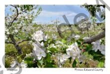 Apple Orchard Blooming #3051