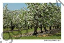 Apple Orchard Spring #1512