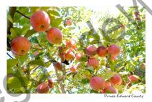 Apple Ready To Pick #4532