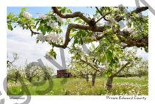 Apple Tree Blooming Boxes #4051