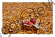 Apples Basket Fall #3058