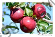 Apples Bright Red #4533