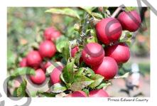 Apples Cider Red #4558