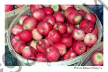 Apples In Bushel #14
