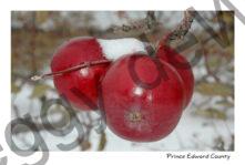 Apples Snow Winter #971