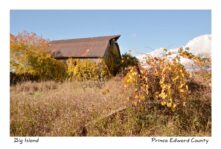 Barn Big Island Fall #4005