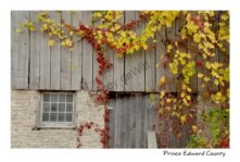 Barn Door Window Fall #3056