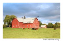 Barn Red Beef Cattle #3529