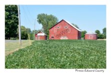 Barn Red Soya Beans #3646