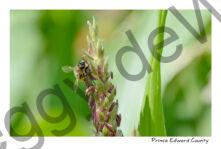 Bee Corn Pollen #4002