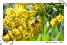 Bee Honey Goldenrod #4559