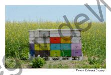 Beehive Canola #4202