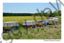 Beehives Canola Many #4203