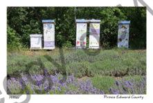 Beehives Lavender #3131