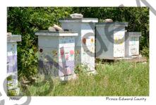 Beehives Lavender Farm Closeup #3532