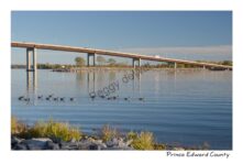 Belleville Bridge Geese #3100