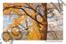 Big Island Tree Fall #4008