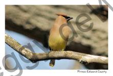 Bird Cedar Waxwing #2933
