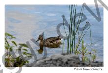 Bird Duck Swimming #4205