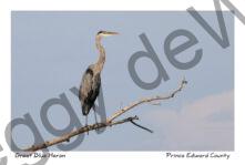 Bird Great Blue Heron #3136