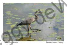 Bird Great Blue Heron #3878