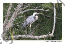 Bird Great Blue Heron On Branch #4476