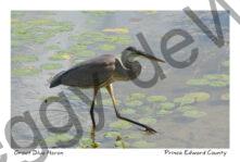 Bird Great Blue Heron Stepping #3879