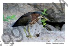 Bird Green Heron #3138