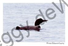 Bird Loon #4688