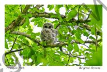 Bird Owl Baby #4478