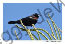 Bird Red Winged Black #4164