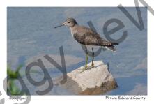 Bird Sandpiper #4206