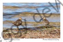 Bird Short-Billed Dowitcher #3533