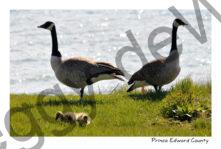Birds Canada Geese #2939