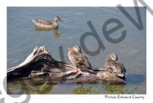 Birds Ducks East Lake #4207