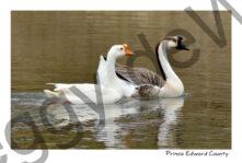 Birds Geese Glenwood #3113