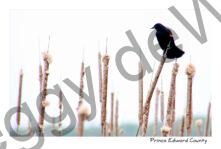 Birds Red Winged Black #3140