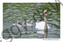 Birds Swan Babies #3535