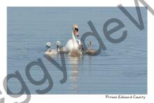 Birds Swan Family #4165