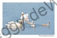 Birds Swan Family #4166